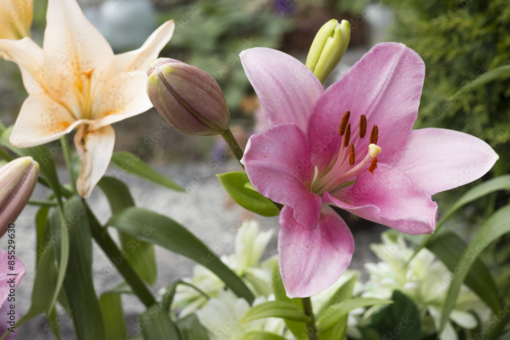 Fototapeta premium Lilie