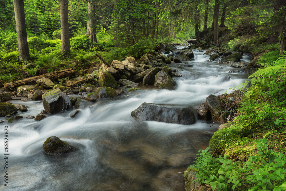 River in summer forest. Beautiful natural landscape River in summer forest. Beautiful natural landscape