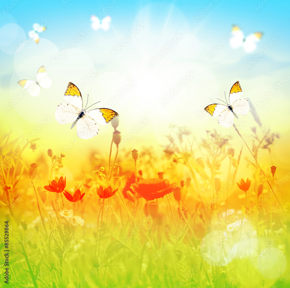 Fototapeta premium Butterfly and summer meadow