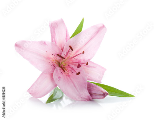 Fototapeta Naklejka Na Ścianę i Meble -  Pink lily
