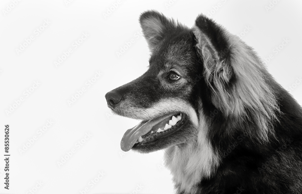 Finnish lapphund dog