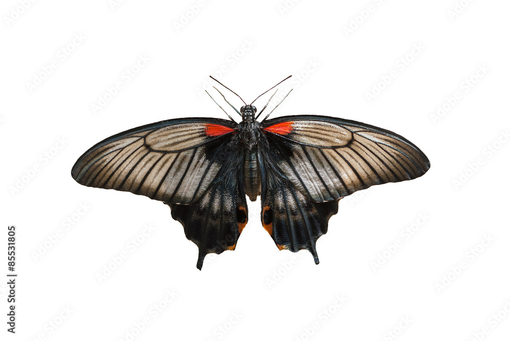 Obraz premium Female of Great mormon (Papilio memnon) butterfly isolated on a white background