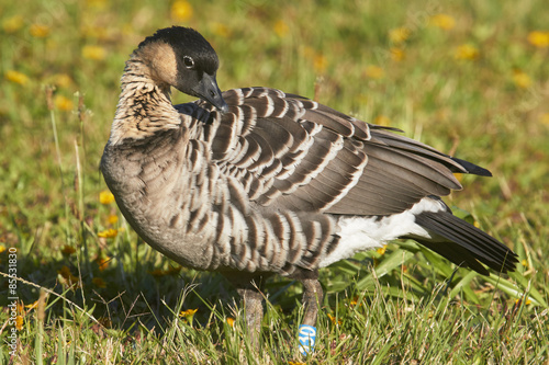 Nene (Hawaiian Goose)