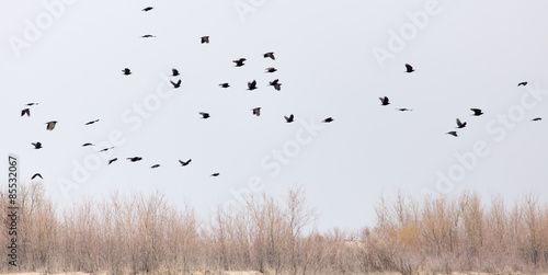 a flock of crows in the sky on the bare branches of trees