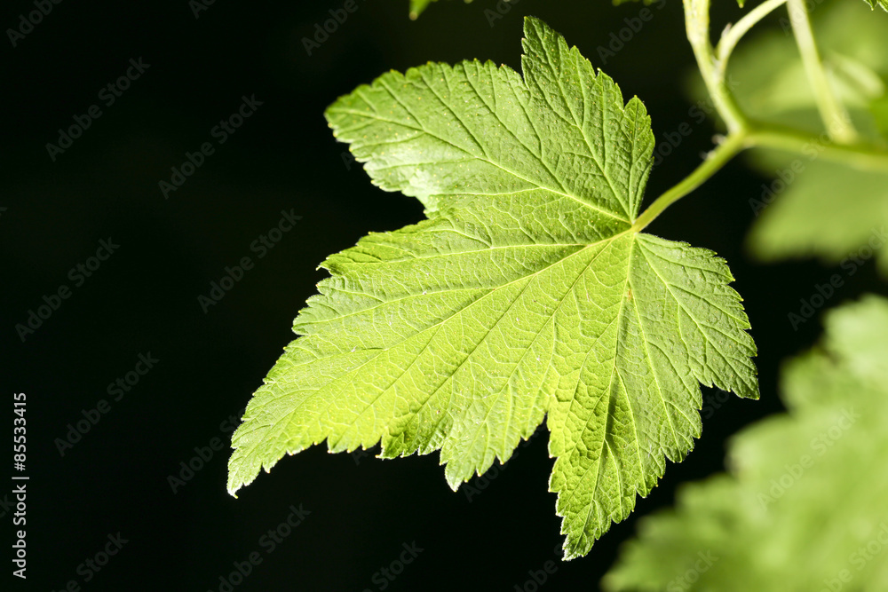 leaves on a black background. close leaves on a black background. close