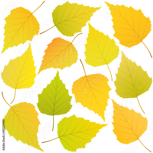 autumn leaves of birch