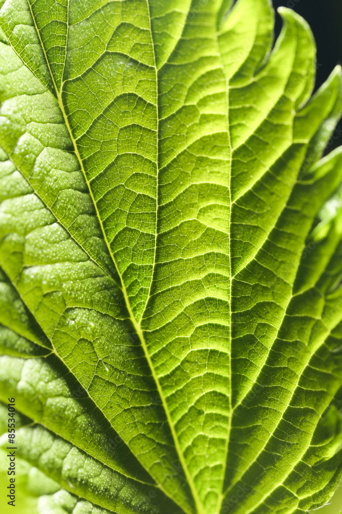 Obraz premium leaf in the nature. close