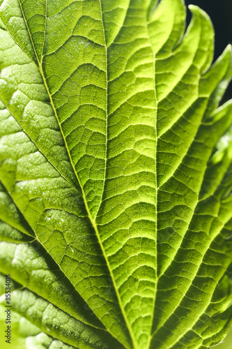 leaf in the nature. close