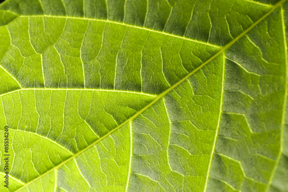 leaf in the nature. close leaf in the nature. close