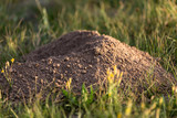 excavated soil mole nature