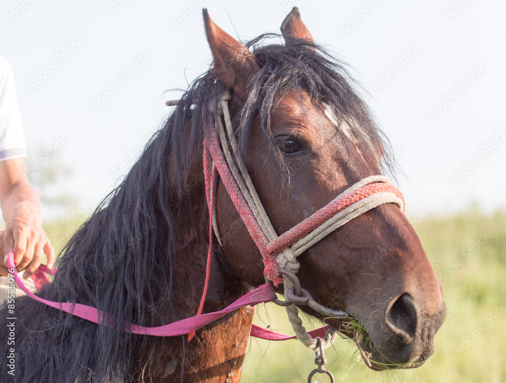 Fototapeta horse portrait