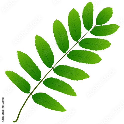 rowan leaf