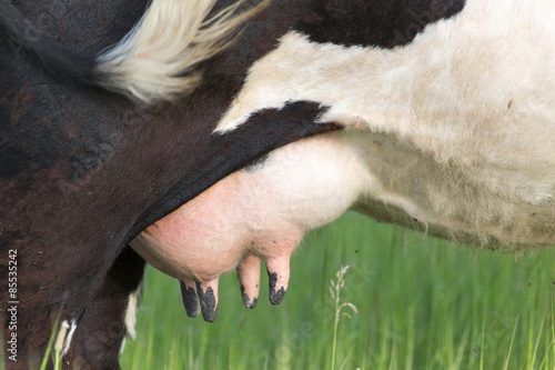 cow's udder