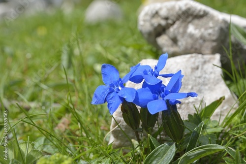Snow-gentian, Gentiana nivalis, Snow Gentian