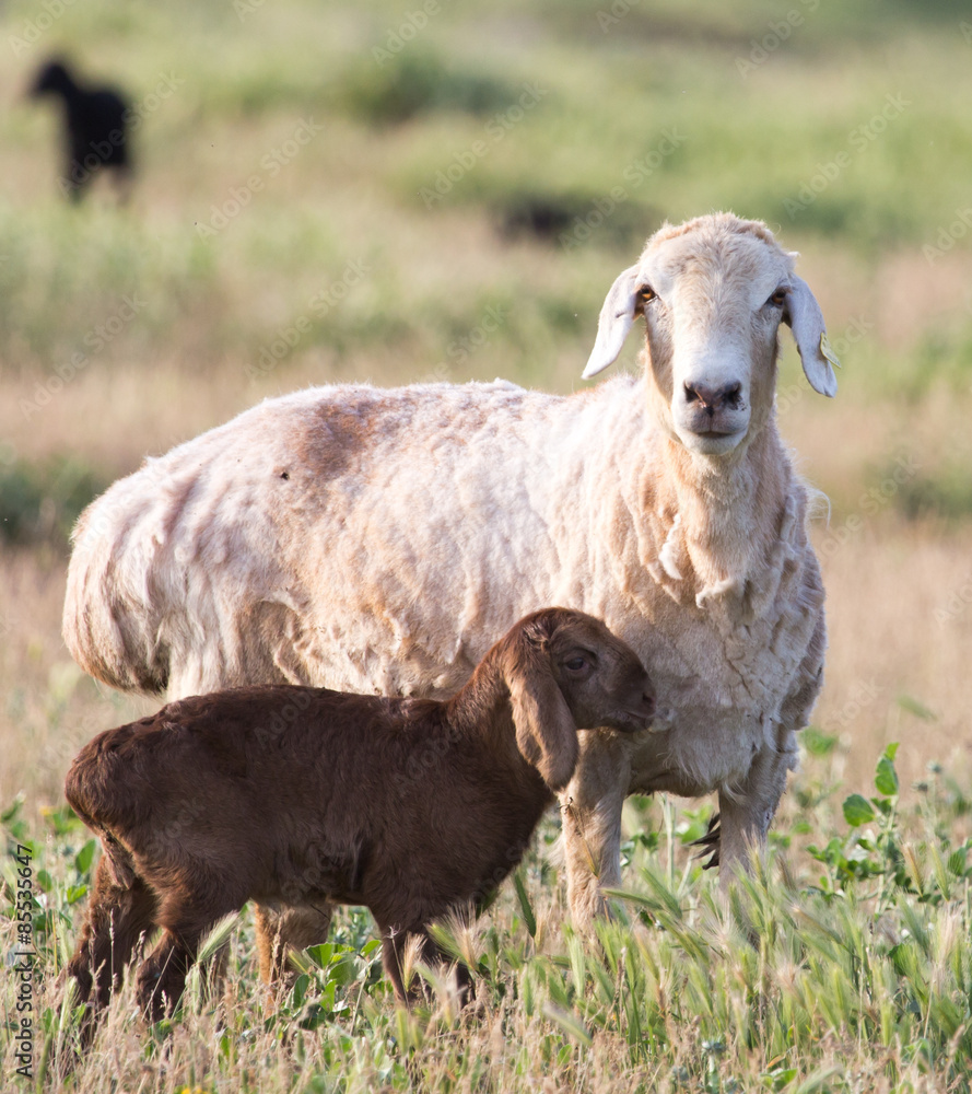 Fototapeta premium sheep in the pasture