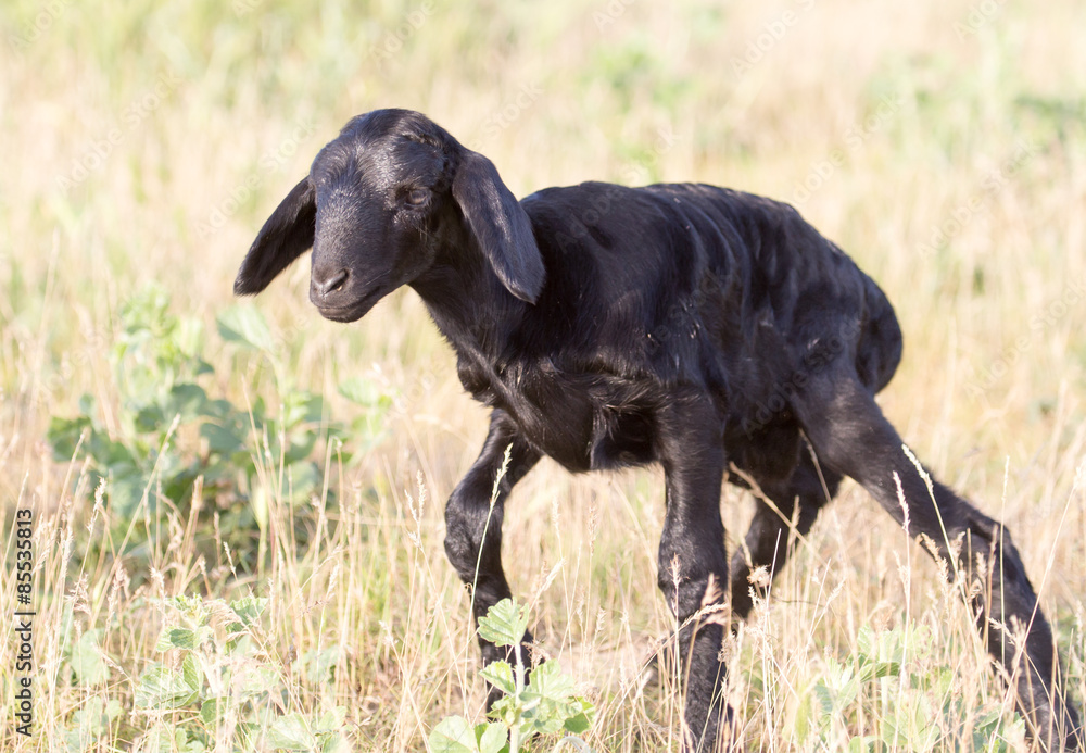 newborn lamb