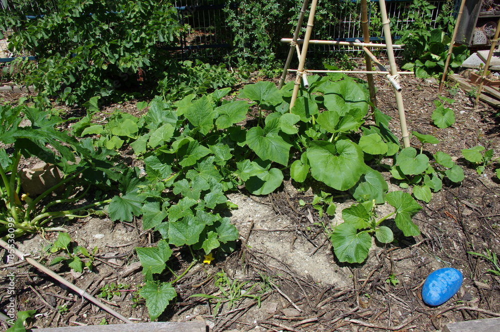 Fototapeta premium carré potager