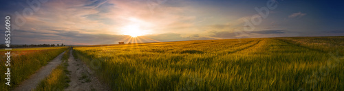 Panoramic view of the sunset on the field of grain #85536090