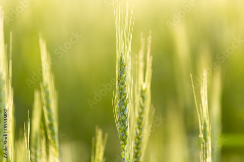 ears of wheat on the nature