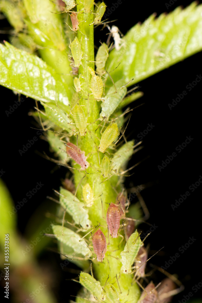 aphids on the plant. close