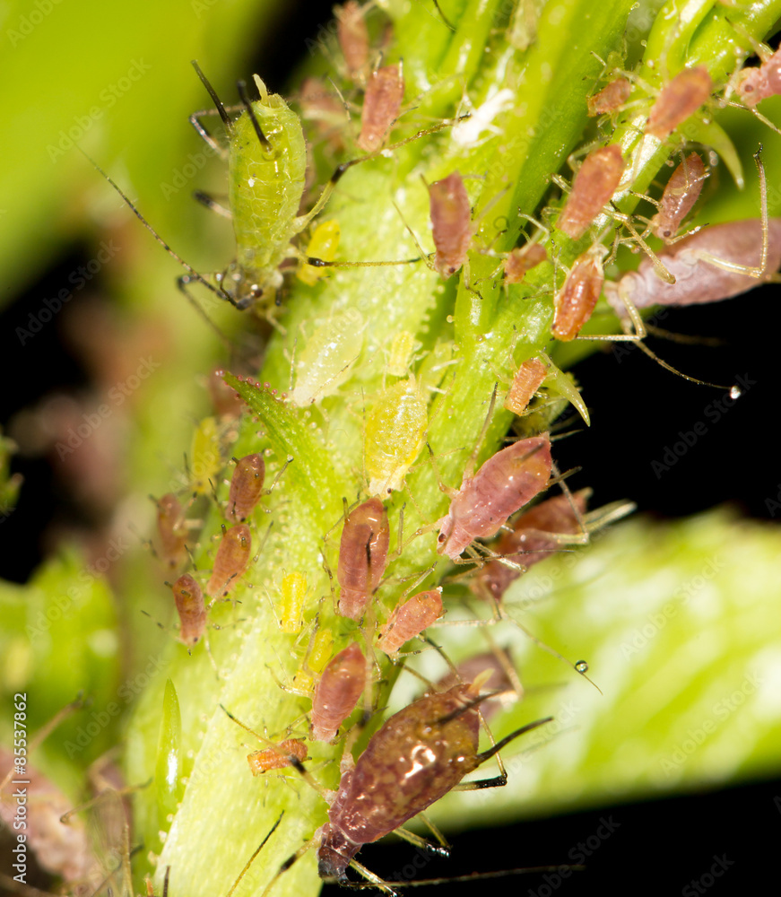 Naklejka premium aphids on the plant. close