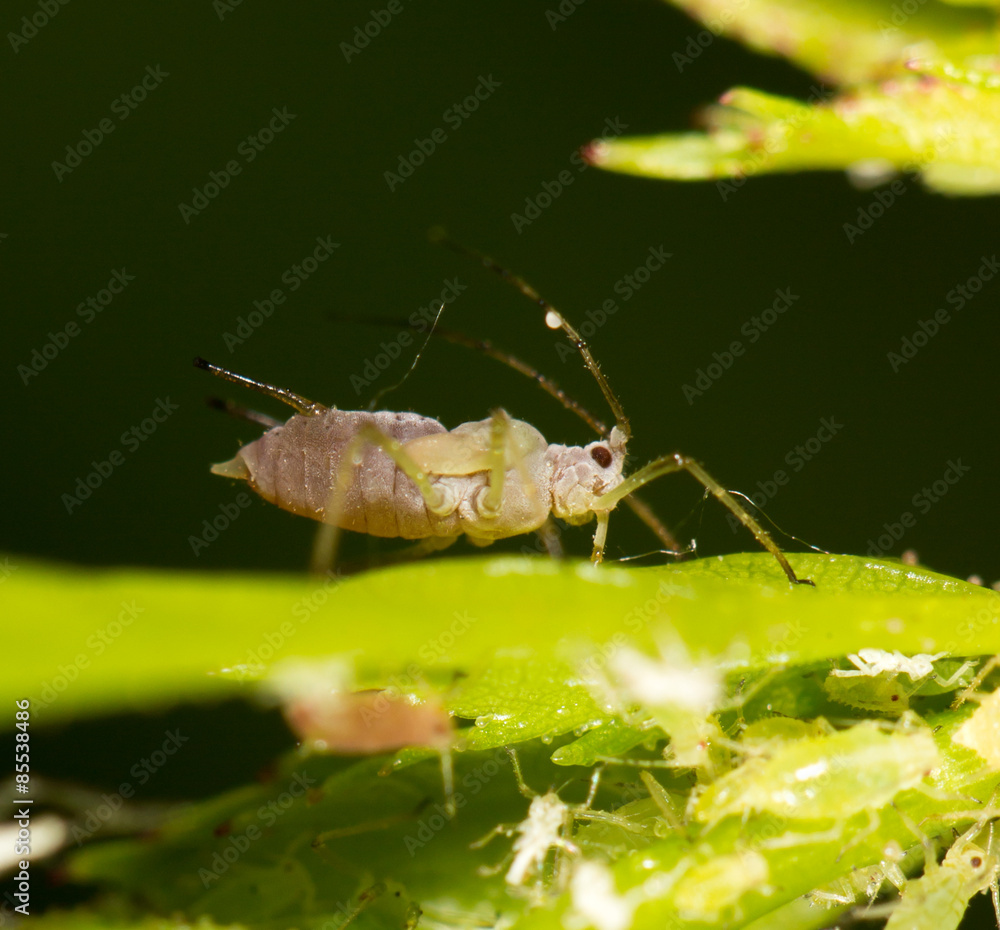 Fototapeta premium aphids on the plant. close