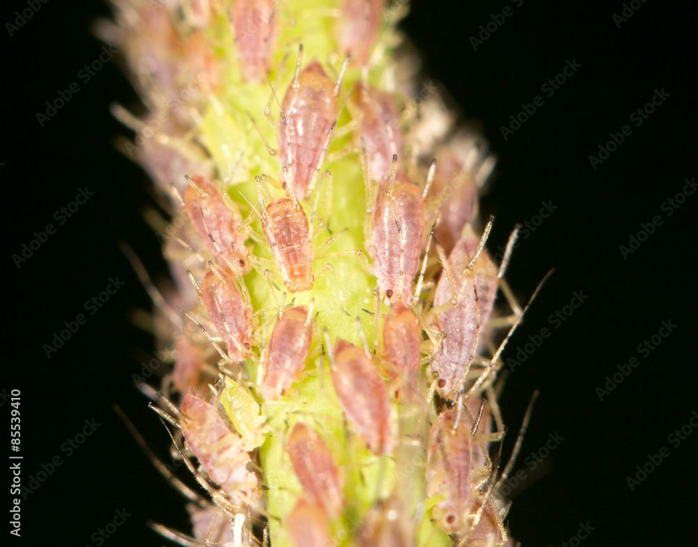Naklejka premium aphids on the plant. close