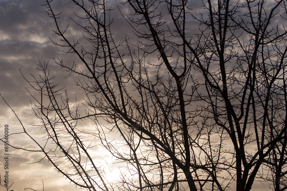 Obraz premium bare tree branches at dawn sun