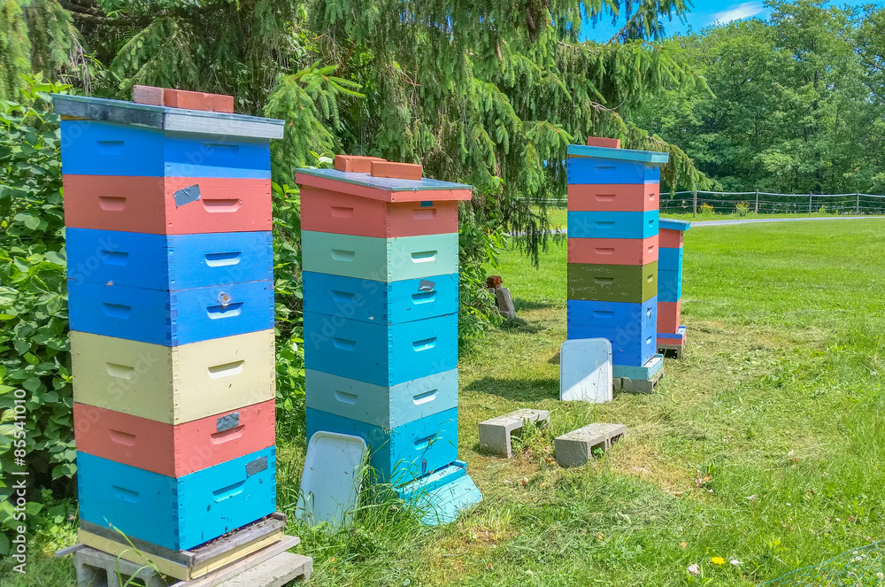 Bees in colored hives busy pollinating plants and making honey, creating a sustainable environment Bees in colored hives busy pollinating plants and making honey, creating a sustainable environment