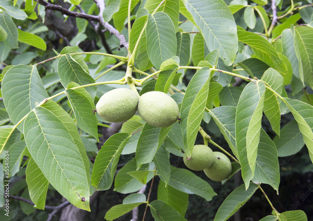 Walnuts on the branch Walnuts on the branch