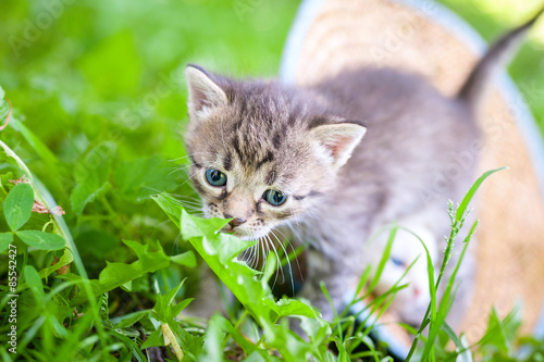 Wallpaper Mural Little kitten in  the grass Torontodigital.ca