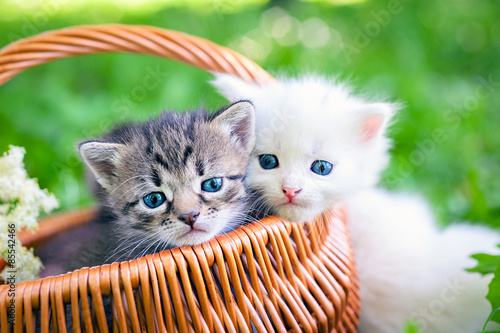 Little kitten in a basket on the grass, photo