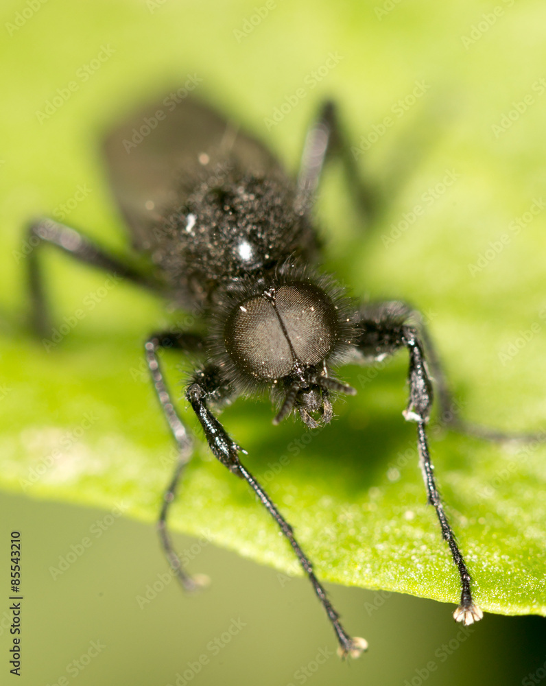 portrait of a fly on a green leaf. close portrait of a fly on a green leaf. close