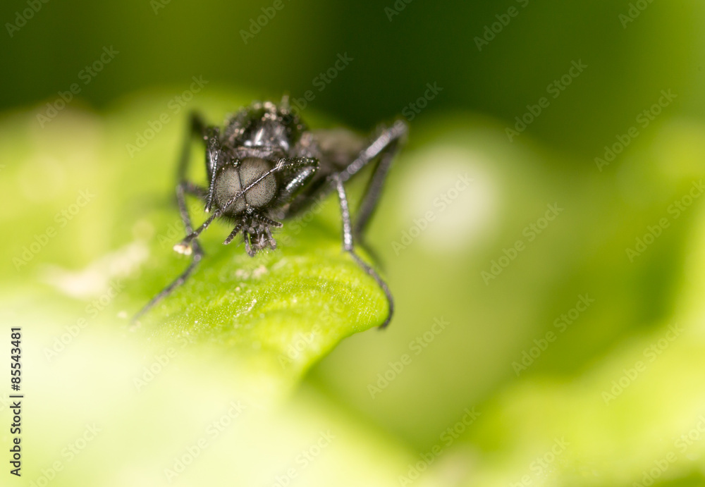 fly on a green leaf. close fly on a green leaf. close