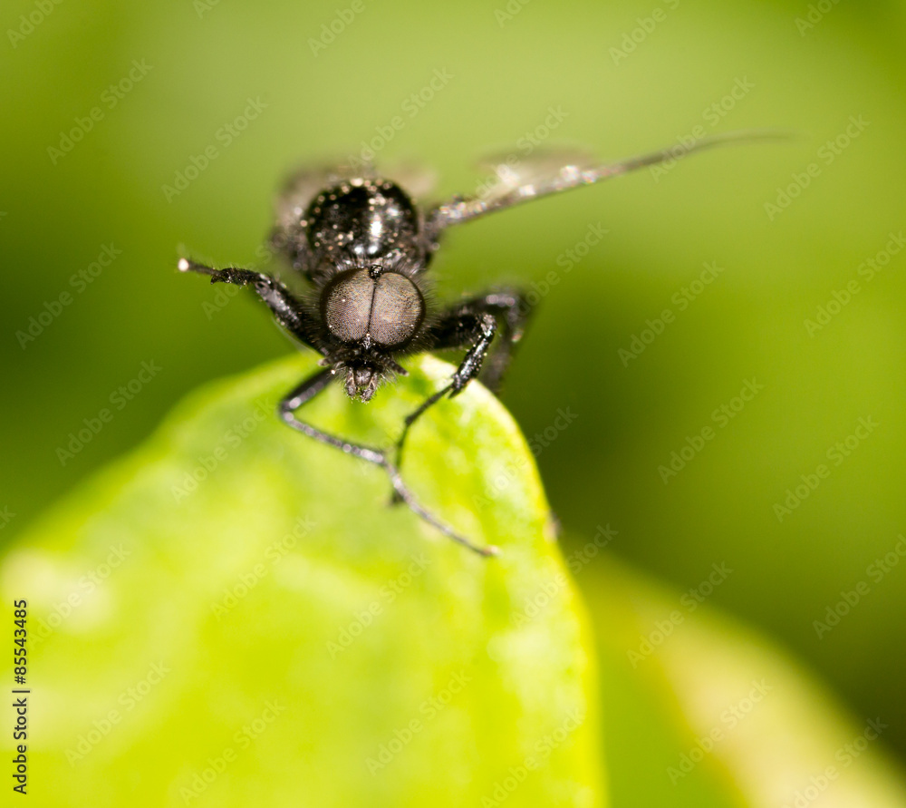 Fototapeta premium portrait of a fly on a green leaf. close