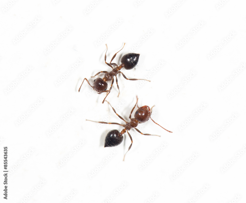 Fototapeta premium ants on a white wall. close