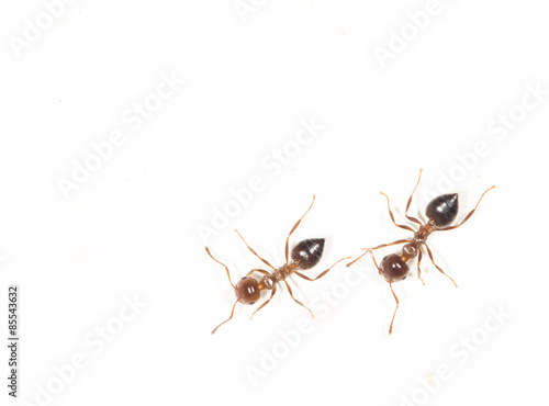 ants on a white wall. close