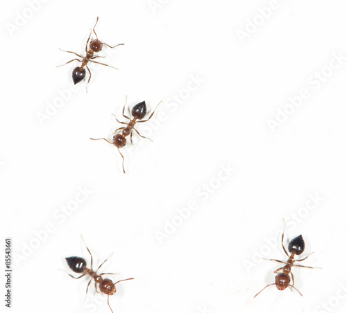 ants on a white wall. close