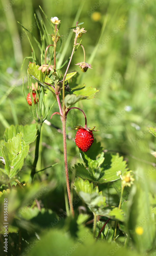Delicious wild berry strawberry Delicious wild berry strawberry