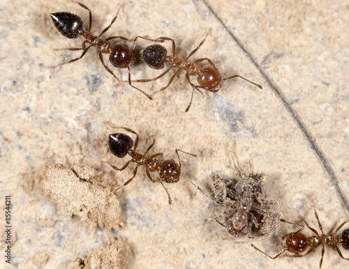 ants. close © schankz
