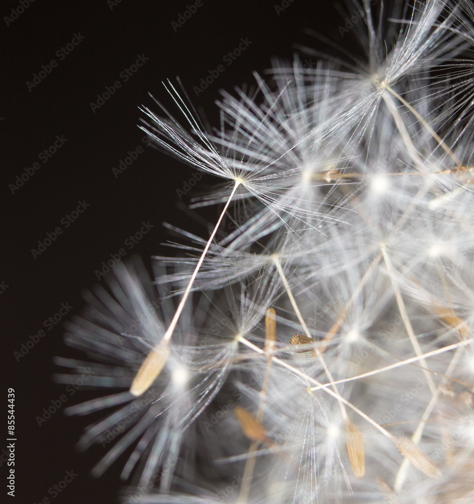 Naklejka premium Dandelion. close