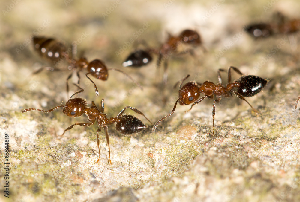 ants on the ground. close-up ants on the ground. close-up