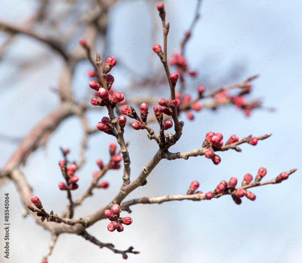 swollen buds with flowers on a tree in spring swollen buds with flowers on a tree in spring