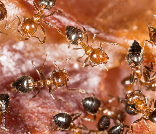 ants on the meat. close-up photo