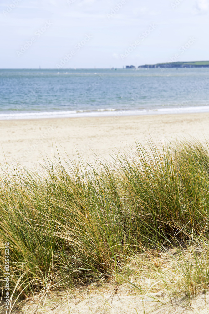 Sand dunes and grass beach landscape with deliberate shallow dep Sand dunes and grass beach landscape with deliberate shallow dep
