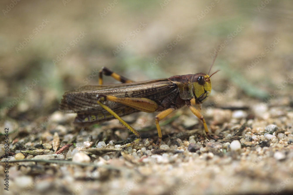 Migratory locust (Locusta migratoria). Migratory locust (Locusta migratoria).