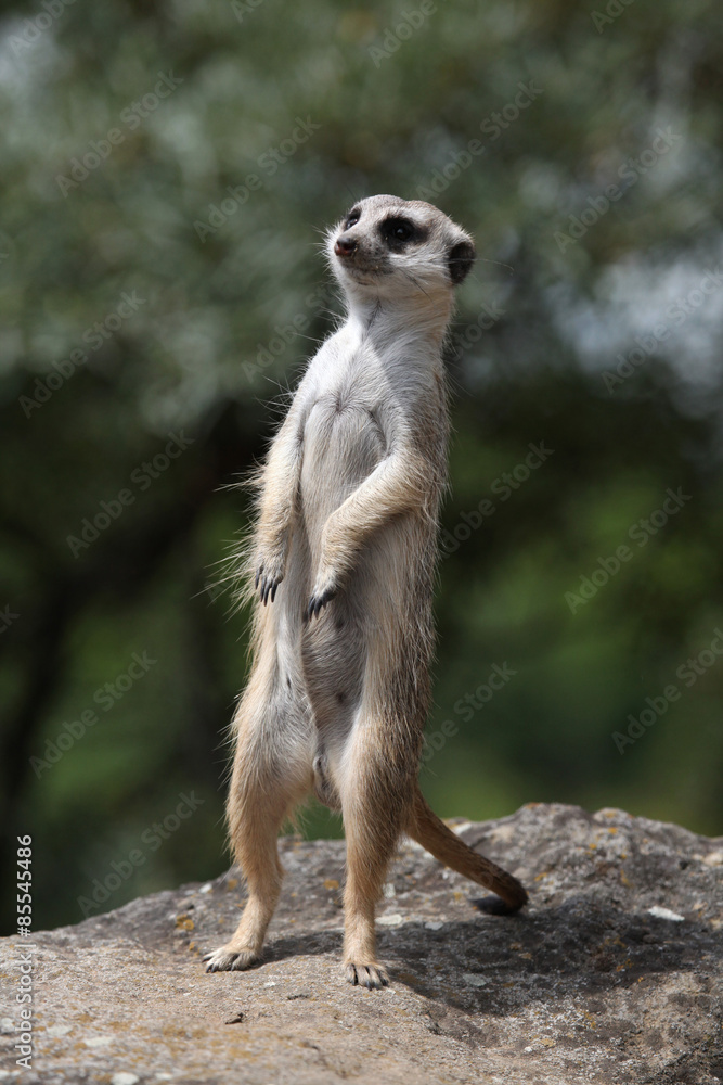 Fototapeta premium Meerkat (Suricata suricatta)