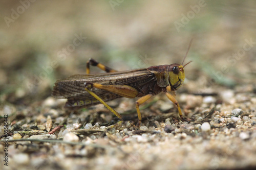 Migratory locust (Locusta migratoria). © Vladimir Wrangel