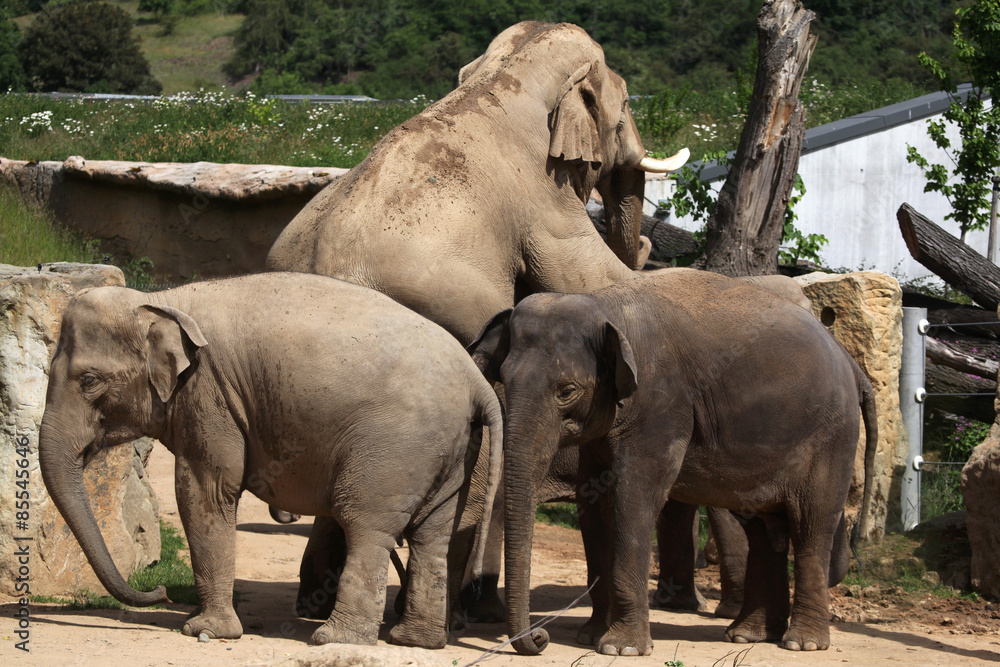 Fototapeta premium Indian elephants (Elephas maximus indicus)