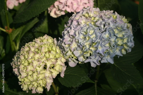 Hortensja ogrodowa (Hydrangea macrophylla) photo